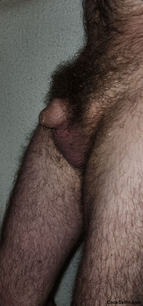 My tiny penis with a full beard of pubic hair - Cock Selfie